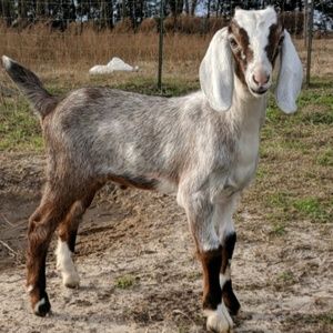 Meet your Posher, Richelle